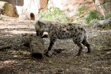 Benekli sırtlan kahverengi benekli bronz tenlidir.