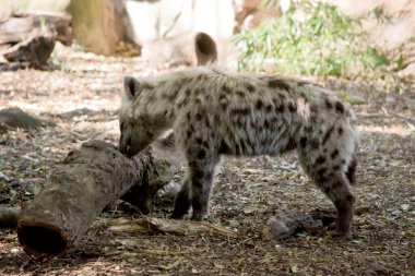 Benekli sırtlan kahverengi benekli bronz tenlidir.