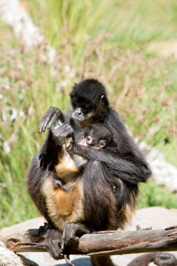 Anne yemek yerken genç örümcek maymunu sarılıyor.