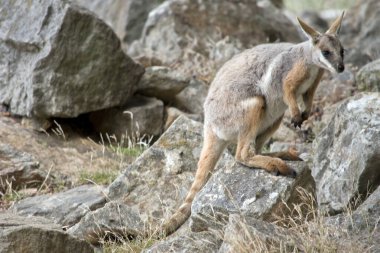 Sarı ayaklı kaya valabisi gri, beyaz ve bronz keseli siyah pençeli ve uzun kuyruklu.