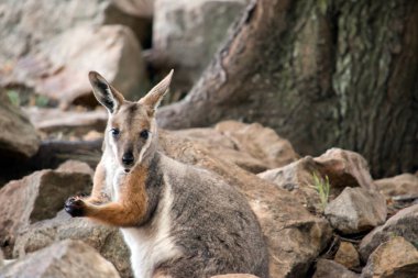 Sarı ayaklı kaya valabisi havuç yiyor.