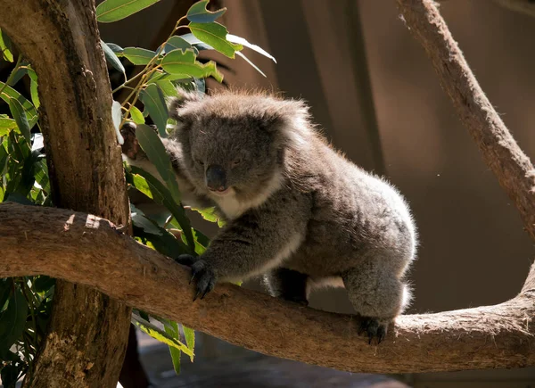 Koala Jest Ślicznym Torbaczem Dużym Czarnym Nosem Puszystymi Uszami — Zdjęcie stockowe