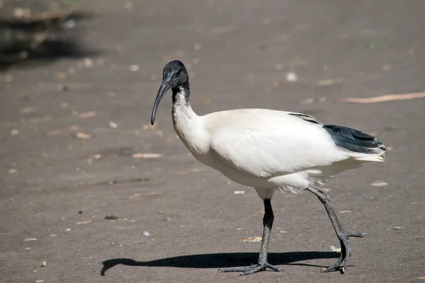 Ibis Jest Brzydkim Czarno Białym Ptakiem — Zdjęcie stockowe