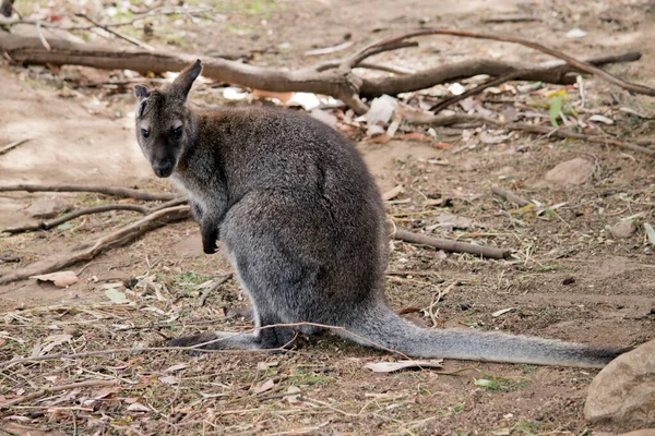 Red Necked Wallaby Mainly Grey White Cheeks Eyebrows Has Black — Stock Photo, Image