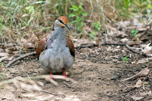 the brush bronzewing is a colorful bird