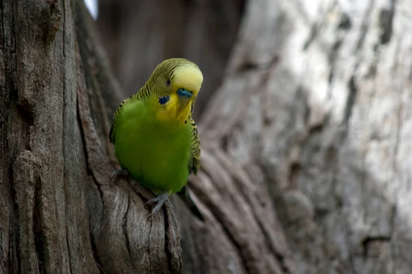Muhabbet Kuşunun Yeşil Bir Vücudu Sarı Bir Kafası Vardır — Stok fotoğraf