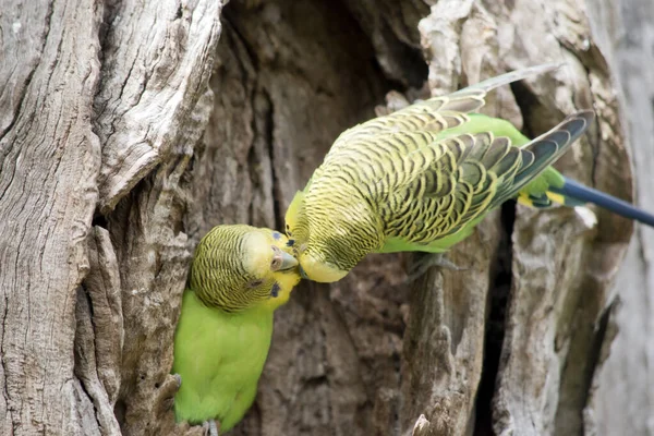Los Periquitos Tienen Cuerpo Verde Con Una Cabeza Amarilla —  Fotos de Stock