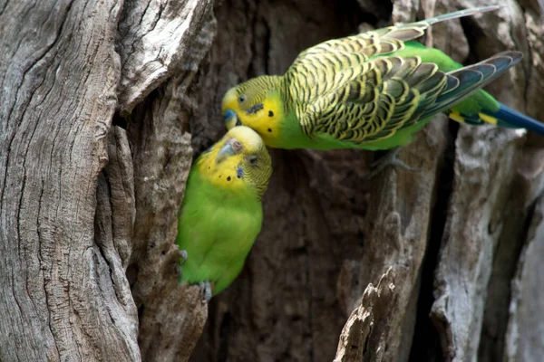 Muhabbet Kuşlarının Göğsünde Sırtında Sarı Başlı Yeşil Tüyler Vardır — Stok fotoğraf