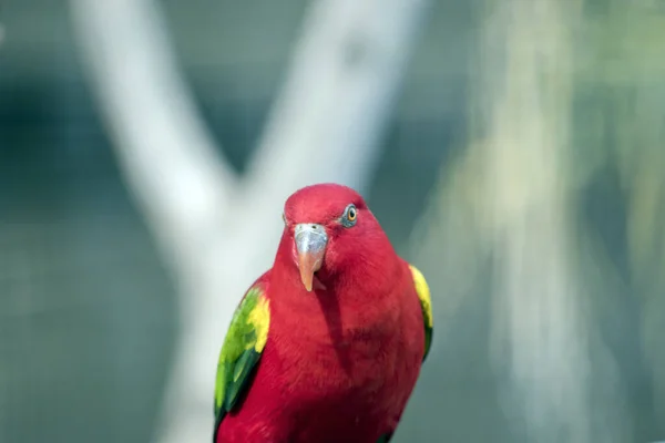 Лори Разноцветная Птица Оранжевыми Глазами Маяком — стоковое фото