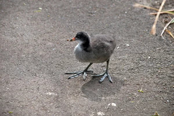 Eurasian Coot Chick Does Have Feathers Yet — Stock Photo, Image
