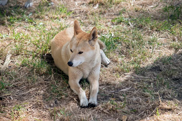 Der Goldene Dingo Ist Weiß Und Golden Mit Schwarzer Nase — Stockfoto