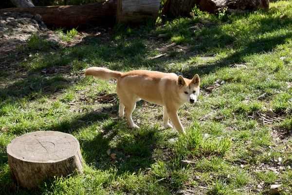 Gouden Dingo Heeft Een Witte Snuit Witte Pootjes — Stockfoto