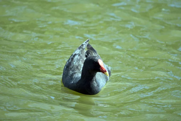 Den Dunkla Moorhen Bruden Grå Med Orange Näbb — Stockfoto