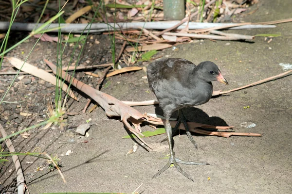 Pollito Moorhen Oscuro Gris Con Pico Naranja —  Fotos de Stock