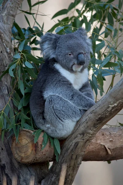 Koala Está Sentado Tenedor Árbol — Foto de Stock