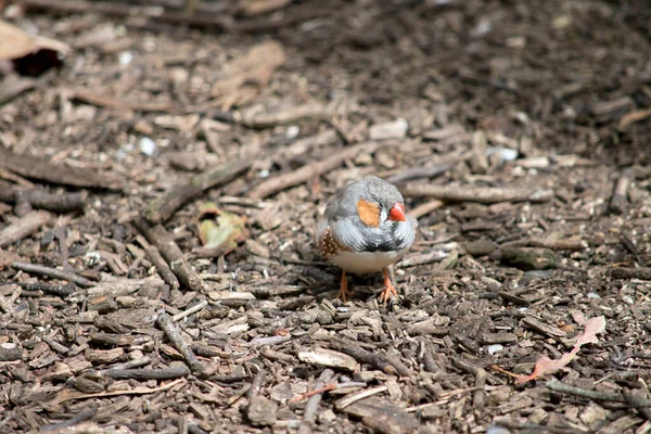 Pinzón Cebra Pájaro Colorido Con Pico Naranja Pluma Gris Con — Foto de Stock