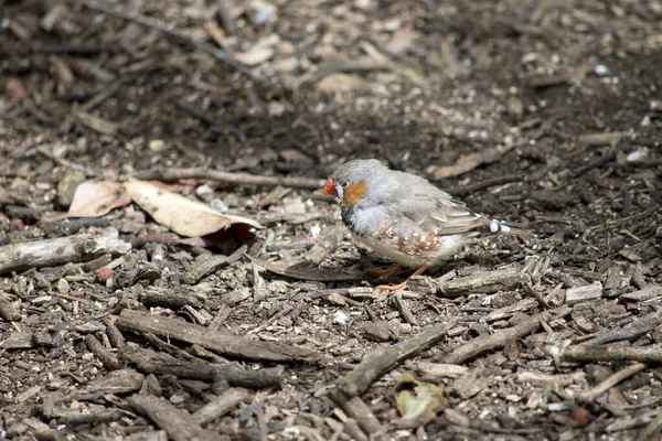 Pinson Zèbre Est Oiseau Coloré Avec Bec Orange Une Plume — Photo