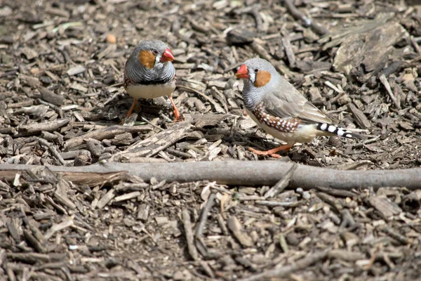 Zebra Finch Colorful Bird Orange Beak Grey Feather Brown White — Stock Photo, Image