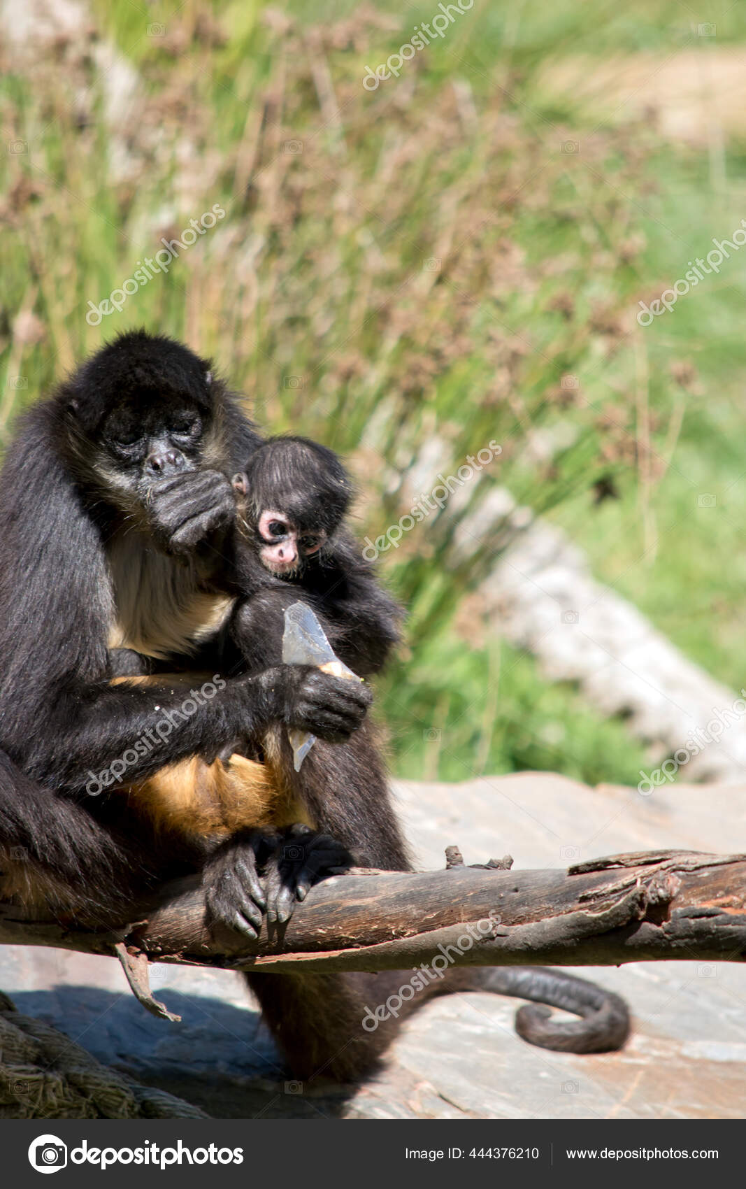 Joven Mono Araña Está Siendo Abrazado Mientras Madre Está Comiendo — Foto  de stock #444376210 © ozflash, image size:1067x1700
