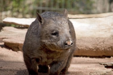 Kıllı burunlu wombat keskin pençelere sahiptir çünkü kazı kahverengi renklidir ve köpek gibi dört ayak üzerinde yürür.