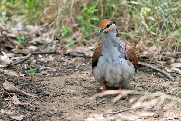 the brush bronzewing is a colorful bird