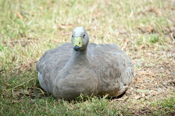 Cape Barren Goose Has Grey Feathers Yellow Beak Grey Tip — Stock Photo, Image