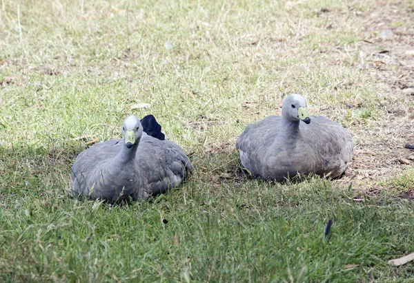 Cape Barren Goose Has Grey Feathers Yellow Beak Grey Tip — Stock Photo, Image