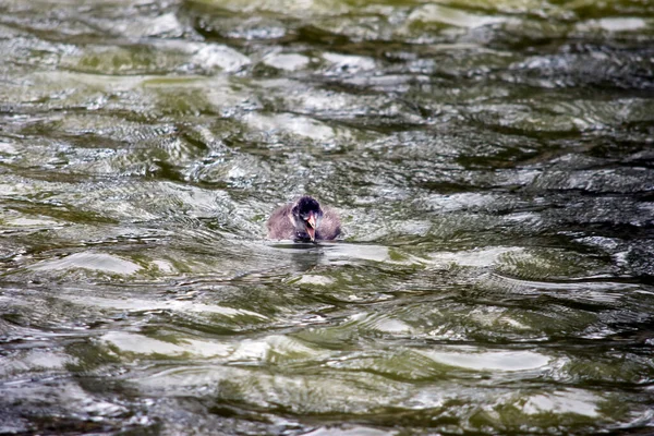 Coot Eurasiano Pinto Ainda Não Tem Penas — Fotografia de Stock