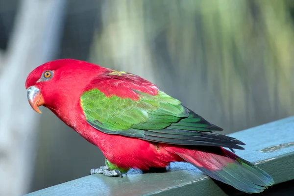 Geveze Lori Turuncu Gözlü Gagalı Renkli Bir Kuştur — Stok fotoğraf