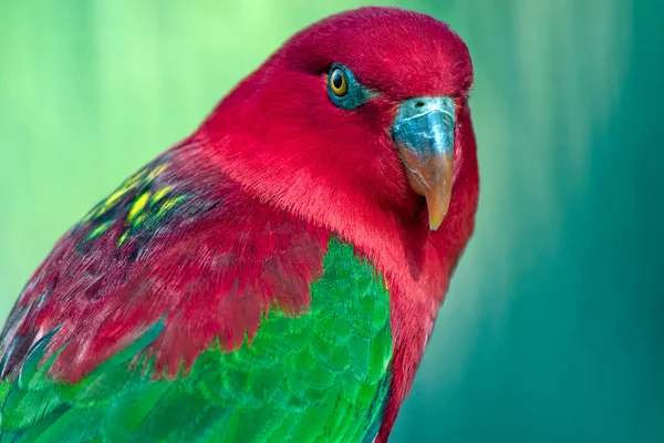 Het Kletterende Lory Een Kleurrijke Vogel — Stockfoto