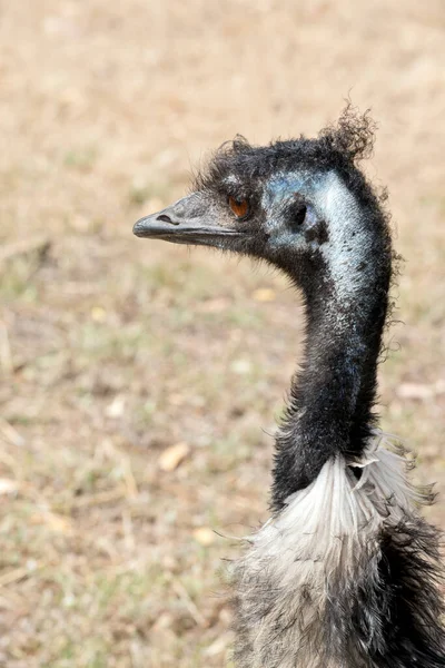 Αυστραλιανή Emu Είναι Ένα Ψηλό Πουλί Χωρίς Πτήση — Φωτογραφία Αρχείου