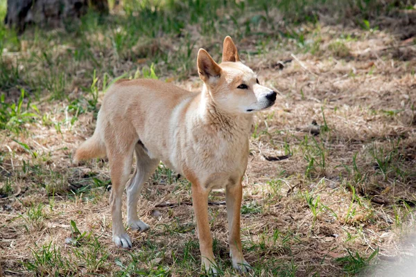 Der Goldene Dingo Ist Weiß Und Golden Mit Schwarzer Nase — Stockfoto