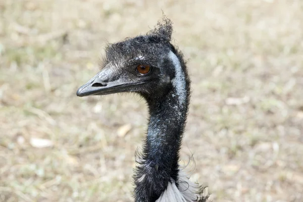 Australský Emu Vysoký Bezletový Pták Dlouhým Peřím Těle Krku Hlavě — Stock fotografie