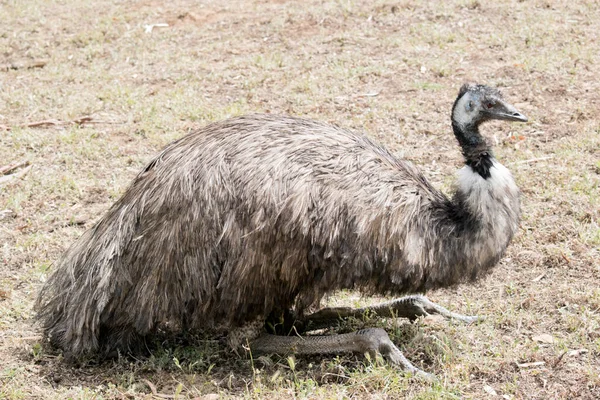 Australijskie Emu Spoczywa Ziemi — Zdjęcie stockowe
