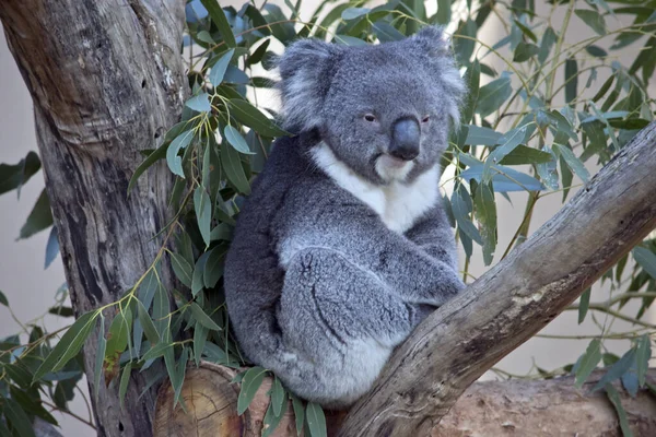 Koala Jest Szaro Białe Torbacze Puszystymi Uszami — Zdjęcie stockowe