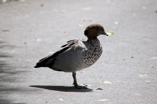 Australian Wood Duck Grey Brown White — Stock Photo, Image