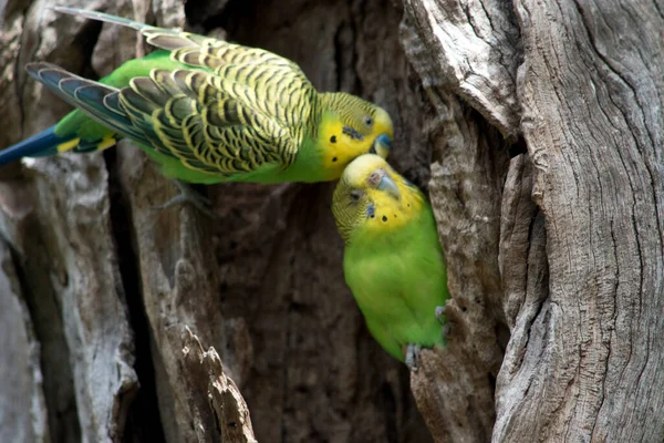 Parakeets Budgerigars Have Green Feathers His Chest Back Yellow Heads — Stock Photo, Image