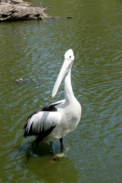 Der Australische Pelikan Ist Ein Schwarz Weißer Seevögel Mit Einem — Stockfoto