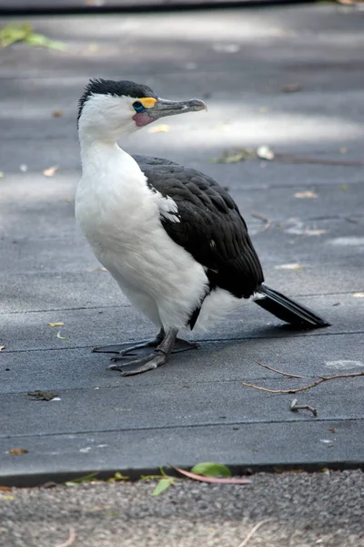 Pied Cormorant Černý Bílý Mořský Pták — Stock fotografie