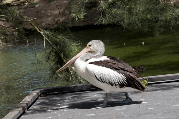 Der Australische Pelikan Ist Ein Schwarz Weißer Seevögel Mit Einem — Stockfoto