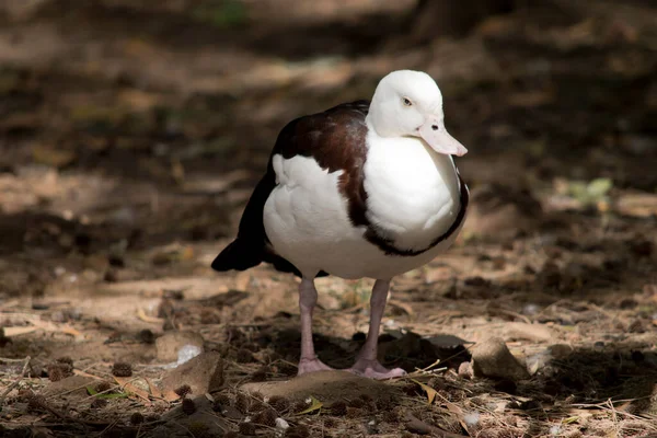 the radjah duck is white and brown with a pink bill.