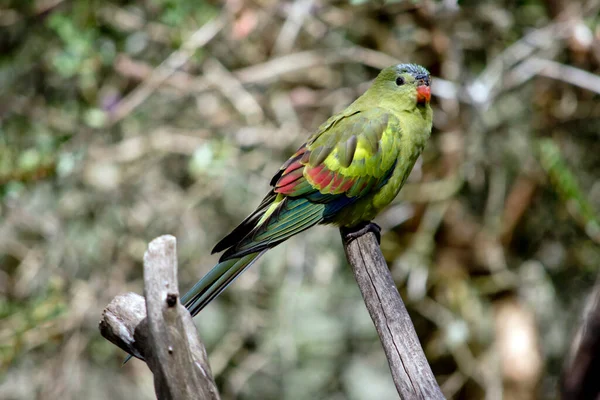 Female Regent Parrot Has Orange Beak Lime Green Body Red — Stock Photo, Image