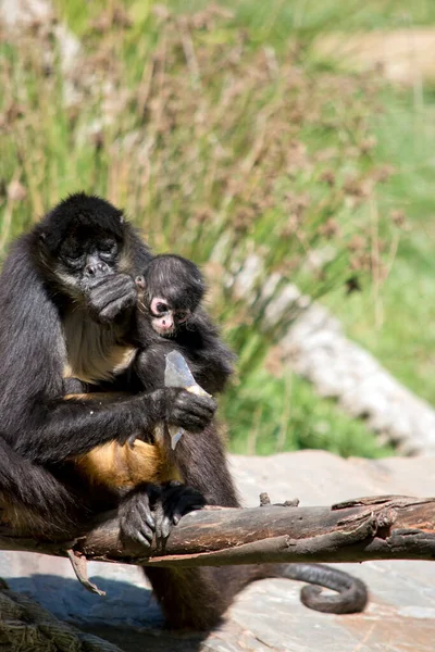 Jovem Macaco Aranha Está Sendo Abraçado Enquanto Mãe Está Comendo — Fotografia de Stock