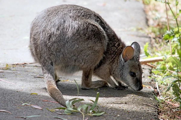 Tammar Wallaby Šedá Malými Hnědými Bílými Tvářemi Dlouhým Ocasem — Stock fotografie