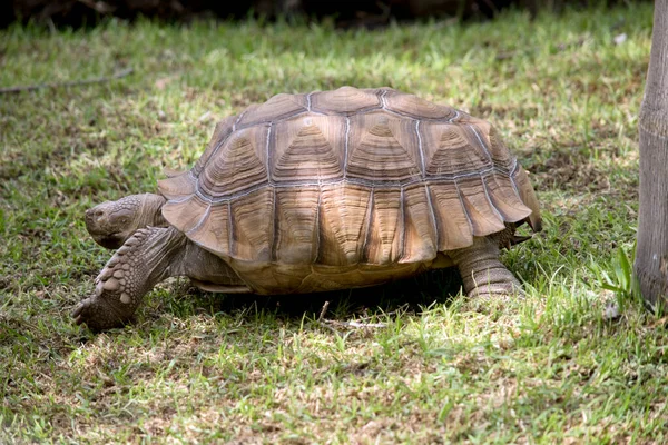 Jättesköldpaddan Går Mot Sin Middag — Stockfoto