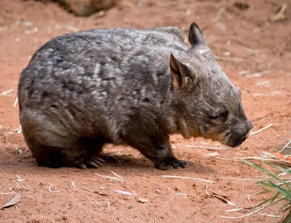 Hairy Nosed Wombat Scratching Himself — Stock Photo, Image