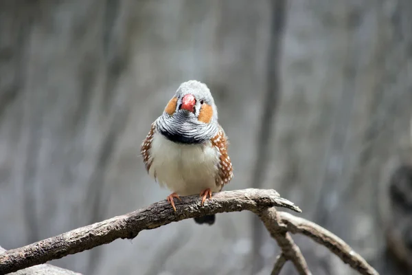 Pinzón Cebra Pájaro Colorido Con Pico Naranja Pluma Gris Con —  Fotos de Stock