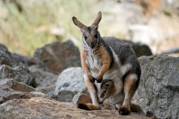 Wallaby Roca Patas Amarillas Gris Blanco Bronceado Tiene Patas Negras — Foto de Stock