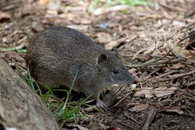 Güneyli kahverengi haydut sık sık fareyle karıştırılır.