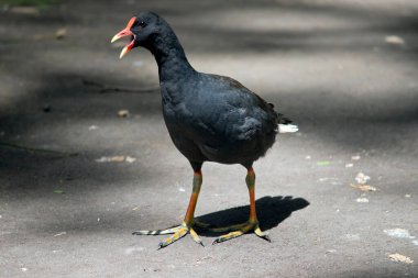 Esmer bozkır tavuğu, sarı uçlu turuncu gagalı siyah bir deniz kuşudur.